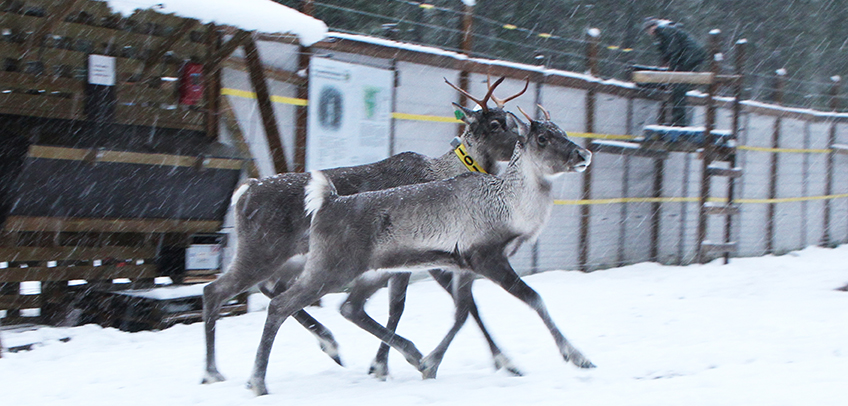 Ensimmäiset Seitsemisen kansallispuistoon vapautetut metsäpeurat 2019. Kuva: Milla Niemi, Metsähallitus.