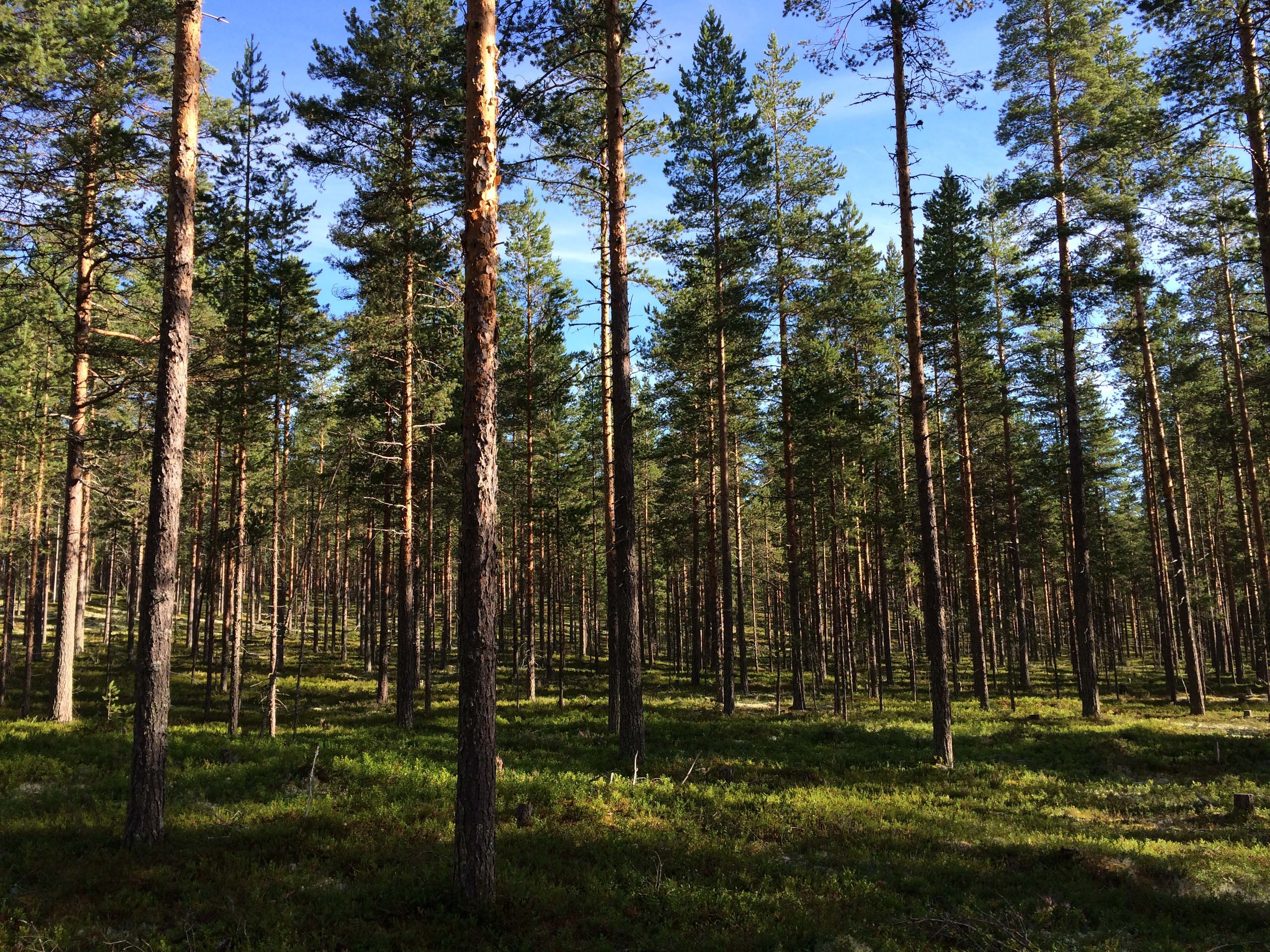 Näkymä Kuostonsaaresta, kuva Vesa Härkönen