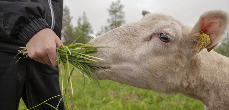 Lammas syö heinää kädestä. Kuva: Sirke Seppänen.