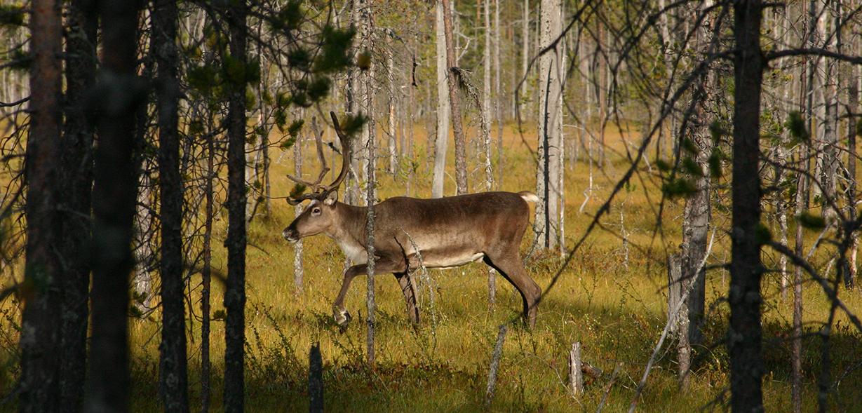 Metsäpeura kuhmolaismaisemassa. Kuva Ari Meriruoko, Metsähallitus.