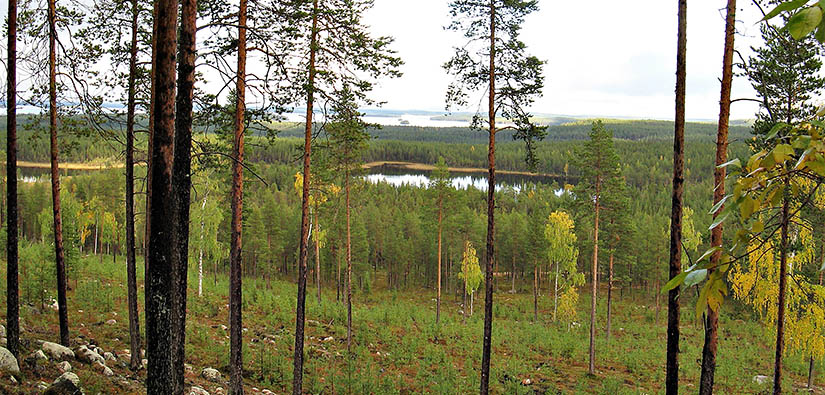 Ylä-Rauvanlampi Kemijärvellä. Kuva: Lea Pirttilä / Metsähallitus