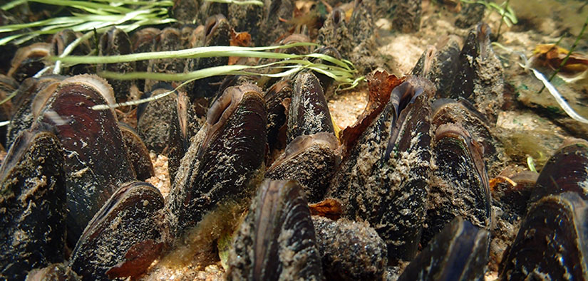 A photo of freshwater pearl mussels.