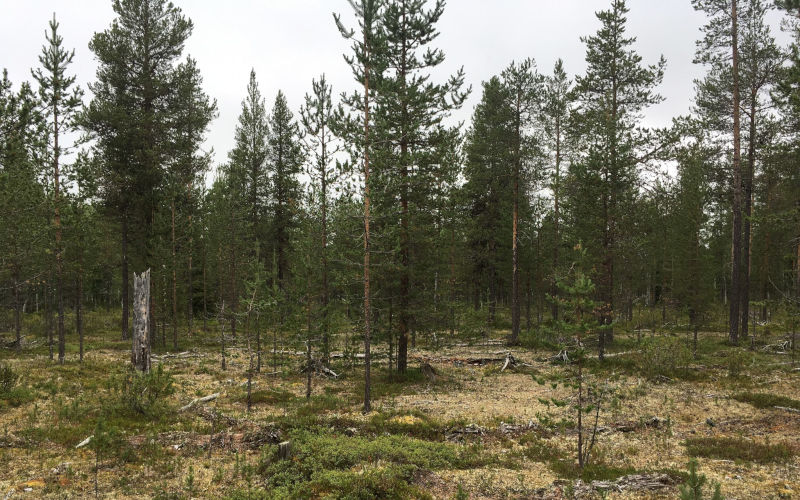 A test area for continuous cover forestry with trees of different ages.