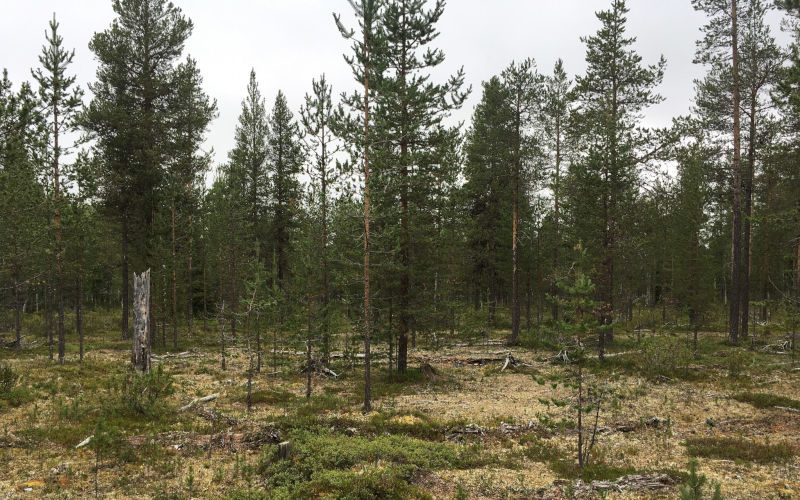 Jatkuvan kasvatuksen koealue, jossa eri ikäisiä puita.