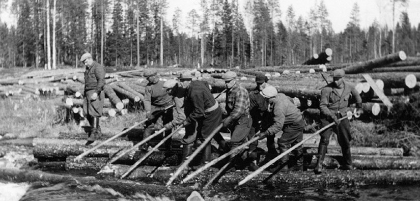 Tukkijätkät uittavat tukkeja seisten tukkien päällä.