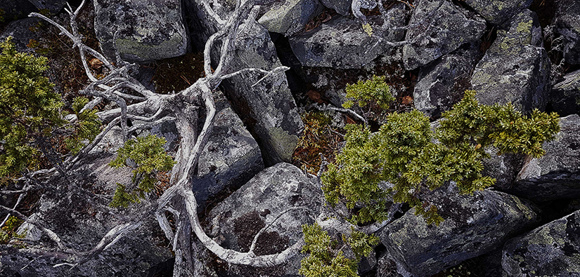 Arctic juniper (Juniperus communis ssp. nana) and rocks.