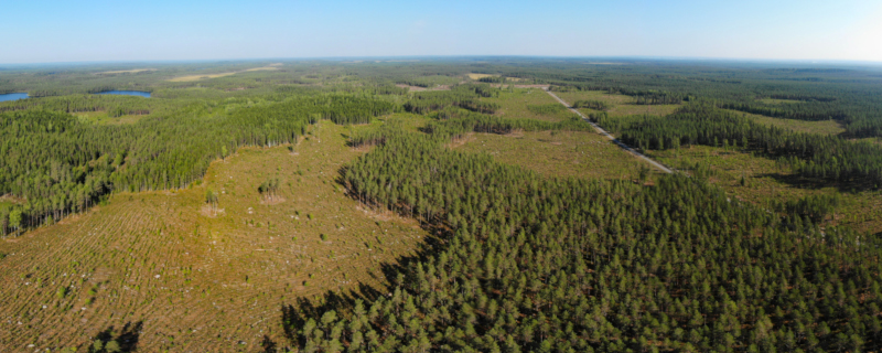 Ilmakuva Viitasaaren Luotosesta, jossa monipuolisia hakkuuaukkoja metsässä.