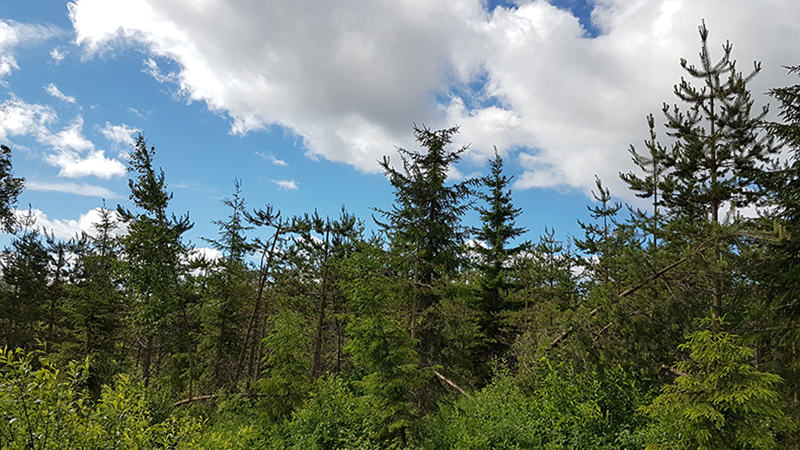 A young sapling stand has suffered from snow damage which has distorted some of the trees.