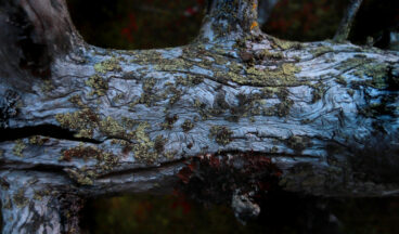 An old, decaying tree trunk with intricate patterns is lying on the ground.