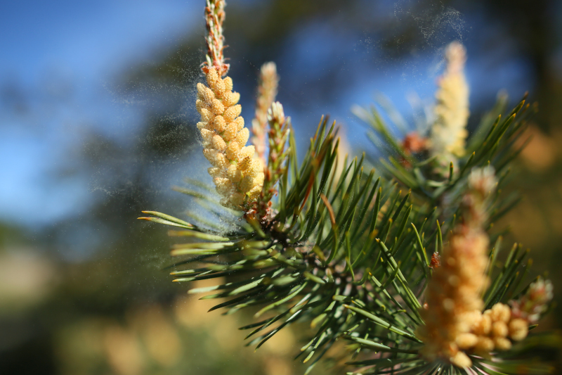 A closeup of a pine shoot letting a cloud of pollen up in the air.