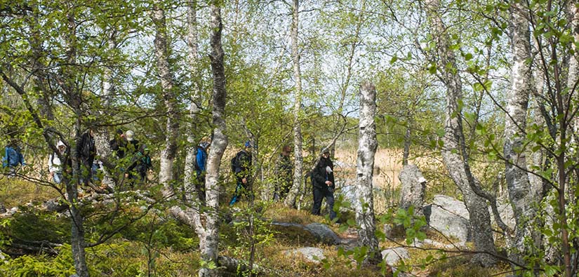 Useita ihmisiä patikoi kivikkoisessa käkkyräisiä koivuja kasvavassa rantametsässä.