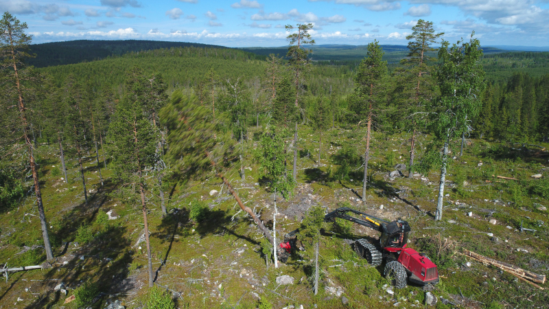 An aerial photograph of a forest machine cutting down a pine tree on a hill slope.