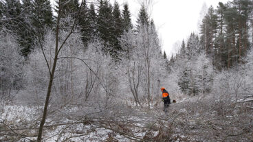 A lumberjack cuts young deciduous trees at a nature site with a clearing saw.