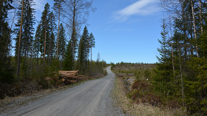 En skogsväg på våren. En timmerhög vid vägkanten och träd av olika ålder utmed vägen.