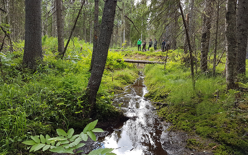 In the middle of a lush forest flows a stream with people standing on the edge.