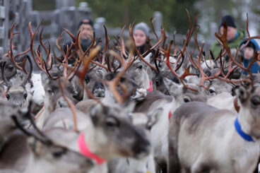 A herd of reindeer during the roundup, with people in the background.