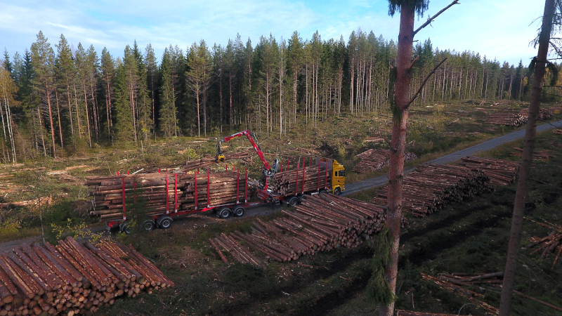 Puutavara-auto kuormaa puita kyytiin metsätien varrelta.