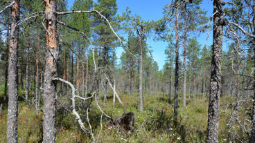 A sunny pine mire with flowering Labrador tea shrubs. 