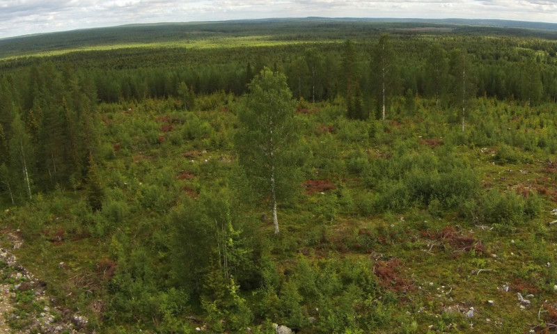 Ilmakuva hakkuuaukosta, johon on jätetty puita ja aluskasvillisuutta eläimiä varten.