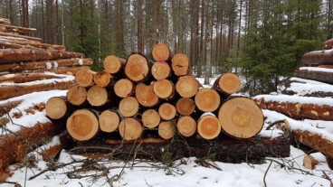 A small stack of felled timber stored on the roadside.