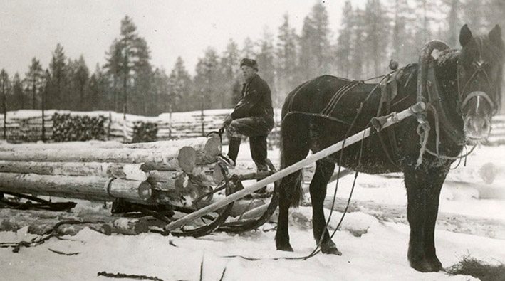 Mies on ladannut reen täyteen puita, joita hevonen on valmis vetämään.