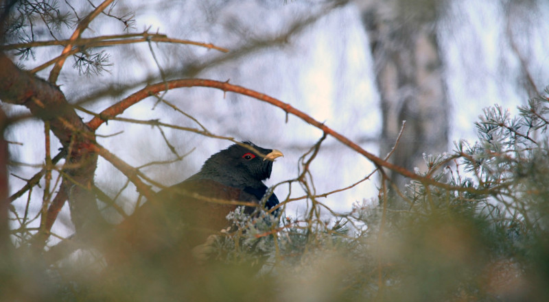 A capercaillie is sitting on a pine branch.