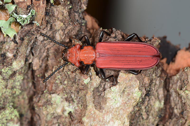 Punainen kovakuoriainen lahopuun rungolla.