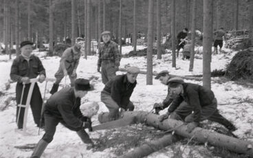 Män kapar en granstam med stocksåg under ett vedtalko under kriget, svartvit bild.