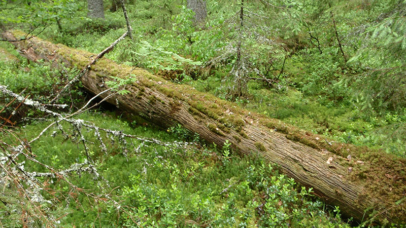 Pitkälle lahonnut maapuu, joka on sammalten peitossa.