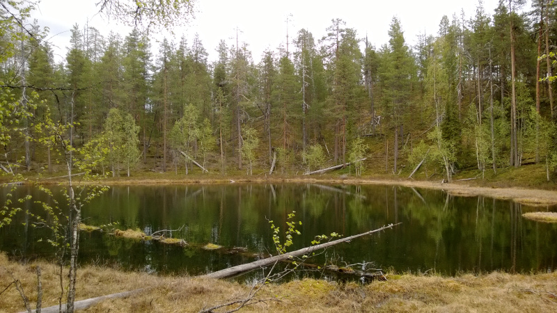A forest pond, surrounded by trees, with a pristine buffer zone left around it.