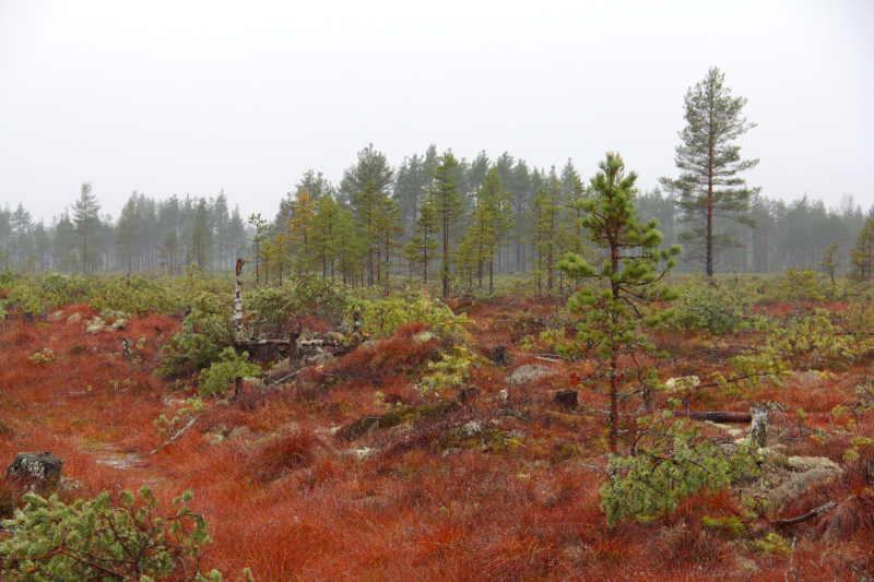 Sateinen suomaisema, jossa punaisia heiniä, pieniä mäntyjä ja kaadettuja puita.