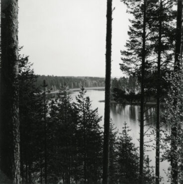 A lake landscape opening up behind young pine trees, a black and white image.