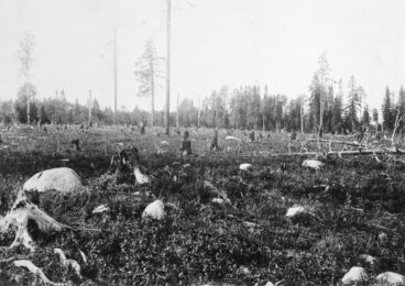 Forest floor after slashing and burning: rocks, charred stumps and some trees left standing, a black and white image.