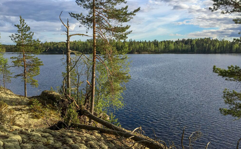 Kuva jäkälän peittämästä kalliosta, jolla on muutama mänty. Kalliolta avautuu näkymä järvelle.