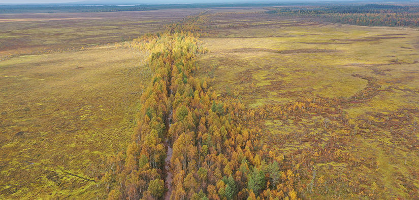 Laajan avosuon keskellä on oja, jonka molemmille puolille on kasvanut metsää.