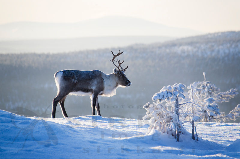 A reindeer is standing on the slope of a snowy fell in a misty winter landscape.