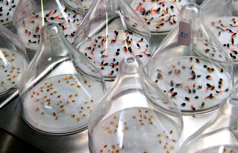 Tree seeds germinating under small glass domes shaped like beanies.