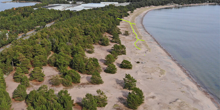 Hangon Tulliniemen merenranta, jossa hiekalla kasavaa matalia havupuita ja pensaita. Kuvaan piirretty linjaus tulevasta lankkupolusta.