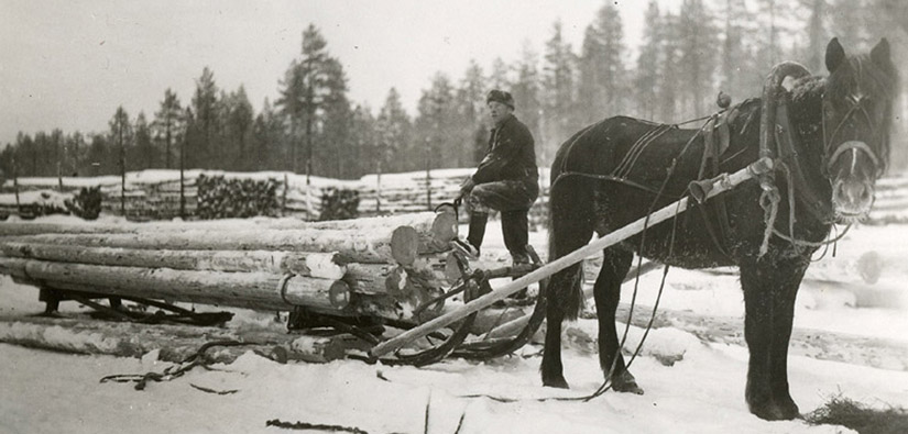 Mannen har laddat hästen för att dra stockarna på släden.