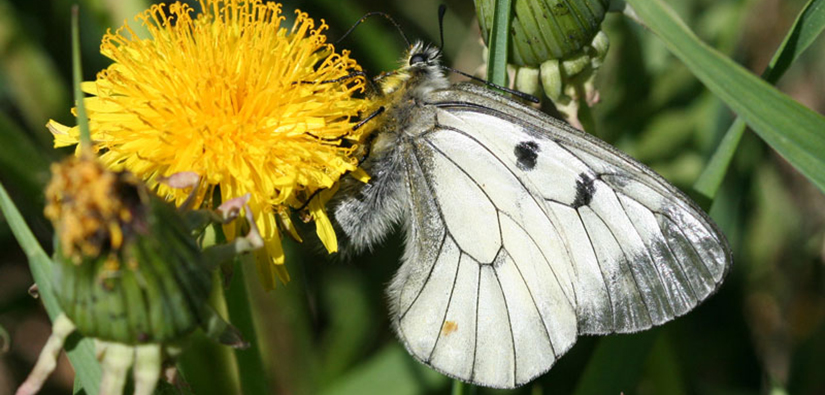 Mnemosynefjäril på maskros. Foto: Iiro Ikonen, NMT-centralen.