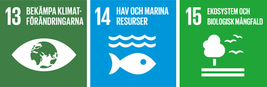 Grafiken visar FN:s mål för hållbar utveckling nummer 13 bekämpa klimatförändringarna, nummer 14 hav och marina resurser och nummer 15 ekosystem och biologisk mångfald.