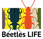 Beetles LIFE -hankkeen tunnuskuva, piirrettyjä kovakuoriaisia