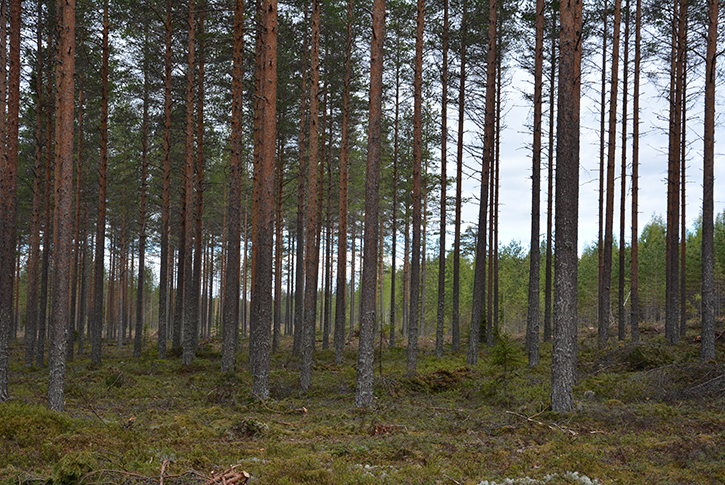 A dry pine heath forest, a young sapling stand in the background.