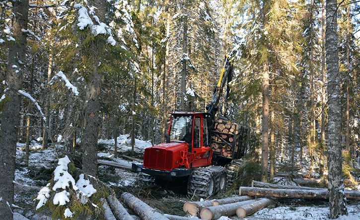 Lähikuljetusta harvennushakkuulla järeässä kuusikossa. Tammikuinen talvipäivä.