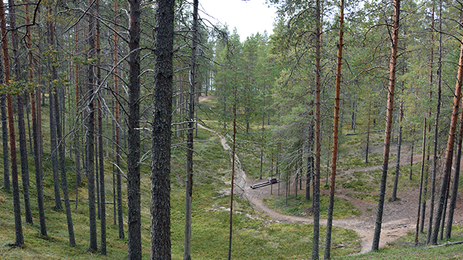 A narrow path runs in the middle of the forest.