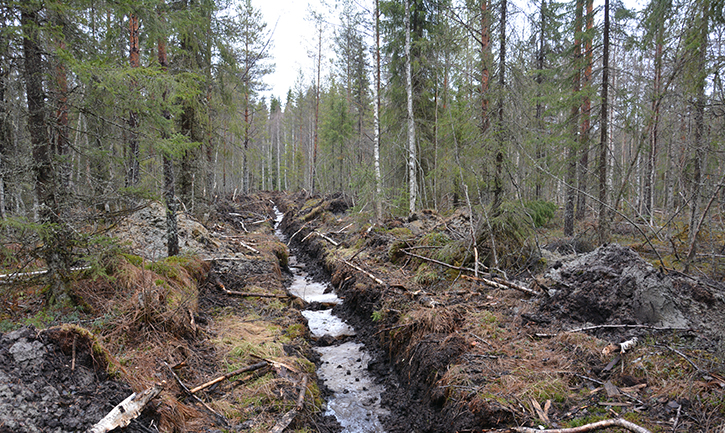 Kunnostusojitusjälkeä metsässä: perattu oja, jossa hieman vettä.