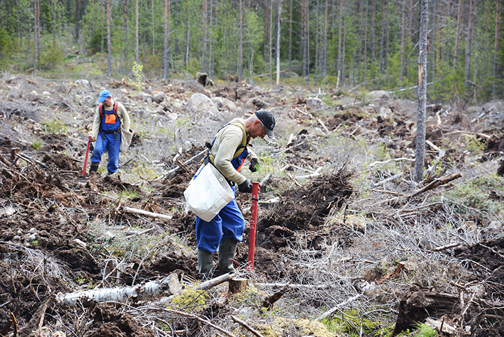 Två män planterar trädplantor i uppluckrad jord.