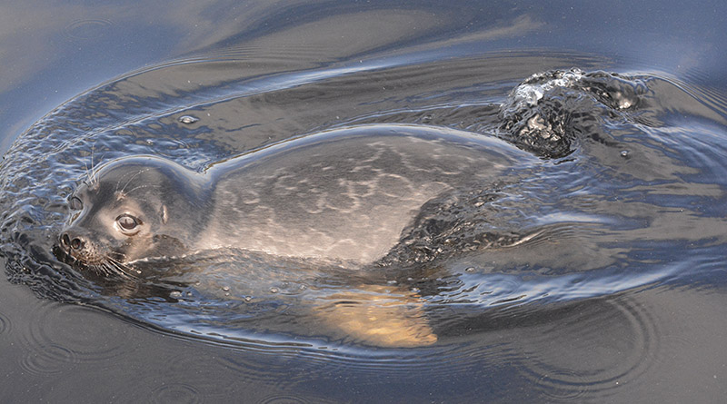 Decrease of genetic diversity in the endangered Saimaa ringed seal continues