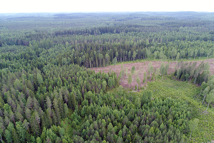 Flygfoto över en mångbruksskog i många åldrar.