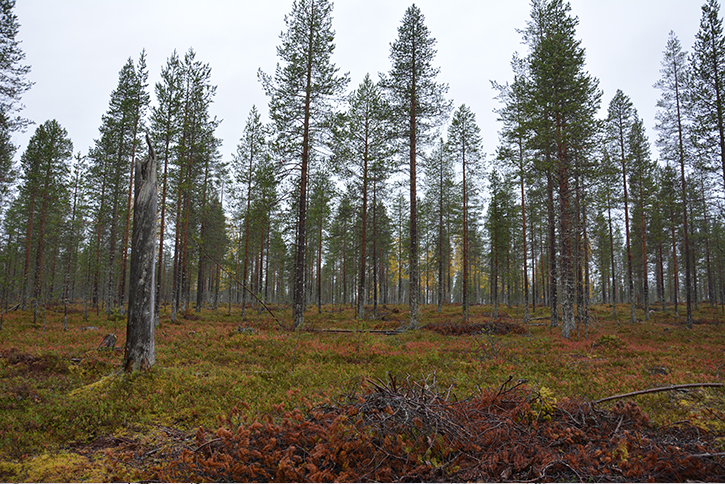 Sparse, autumn pine forest photographed from below.